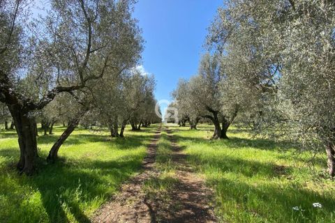 Terra a Vetralla, Viterbo, Vetralla - € 75.000 | Ref: CBI006-960-333082 - foto 4