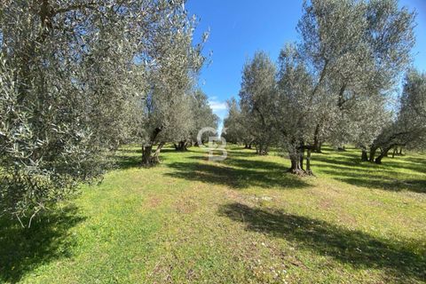 Terra a Vetralla, Viterbo, Vetralla - € 75.000 | Ref: CBI006-960-333082 - foto 5