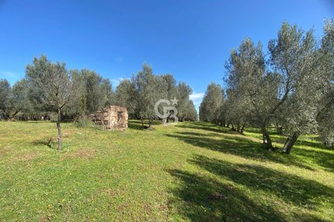 Terra a Vetralla, Viterbo, Vetralla - € 75.000 | Ref: CBI006-960-333082 - foto 6