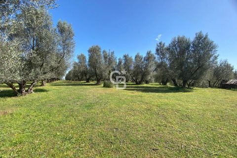 Terra a Vetralla, Viterbo, Vetralla - € 75.000 | Ref: CBI006-960-333082 - foto 8