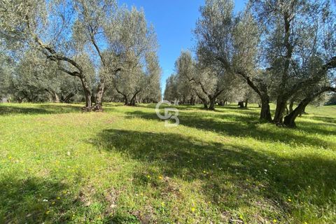 Terra a Vetralla, Viterbo, Vetralla - € 75.000 | Ref: CBI006-960-333082 - foto 11
