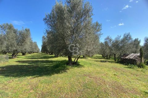 Terra a Vetralla, Viterbo, Vetralla - € 75.000 | Ref: CBI006-960-333082 - foto 20