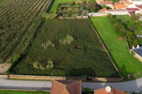 Terra a Anadia, Aveiro, Anadia - € 125.000 | Ref: T-30566 - foto 3