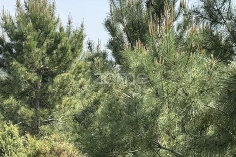 Helårsgrund i Quinta do Conde, Setubal, Quinta do Conde - € 69.000 | Ref: ZMPT587597 - foto 15
