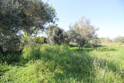 Helårsgrund i Algoz, Faro, Algoz - € 34.000 | Ref: KWPT-031114 - foto 9