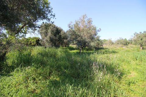 Helårsgrund i Algoz, Faro, Algoz - € 34.000 | Ref: KWPT-031114 - foto 10