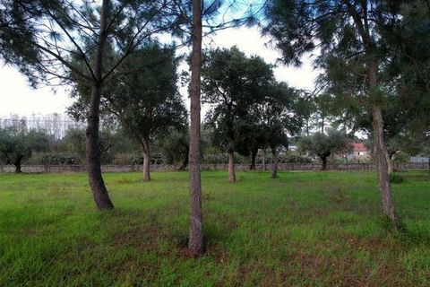 Helårsgrund i Anadia, Aveiro, Anadia - € 150.000 | Ref: T-30567 - foto 8