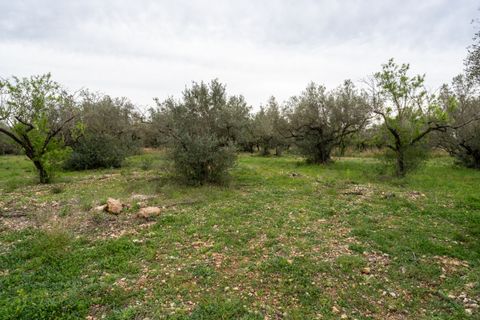 Finca i Roquetes, Tarragona, Roquetes - € 20.000 | Ref: 351 - foto 10