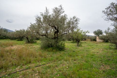 Finca i Roquetes, Tarragona, Roquetes - € 20.000 | Ref: 351 - foto 11