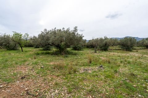 Finca i Roquetes, Tarragona, Roquetes - € 20.000 | Ref: 351 - foto 12