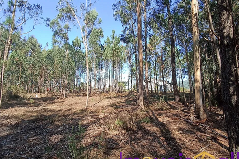 Helårsgrund i Valenca, Viana do Castelo, Valenca - € 55.000 | Ref: SV 2226 - foto 3