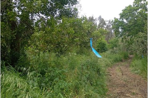 Terra a Arouca, Aveiro, Arouca - € 50.000 | Ref: KWPT-031385 - foto 4