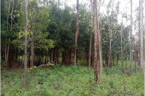 Terra a Arouca, Aveiro, Arouca - € 50.000 | Ref: KWPT-031385 - foto 8