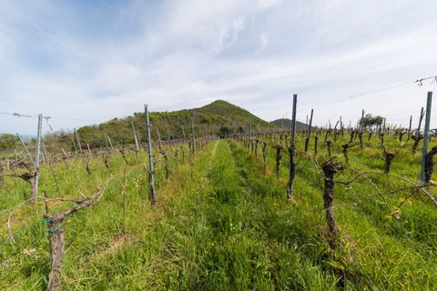 Landejendom i Cinto Euganeo, Padua, Cinto Euganeo - € 565.000 | Ref: RUST 239 - foto 21