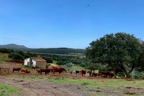 Terra a Garbayuela, Badajoz, Garbayuela - € 2.900.000 | Ref: BA-2025-61/12527 - foto 14