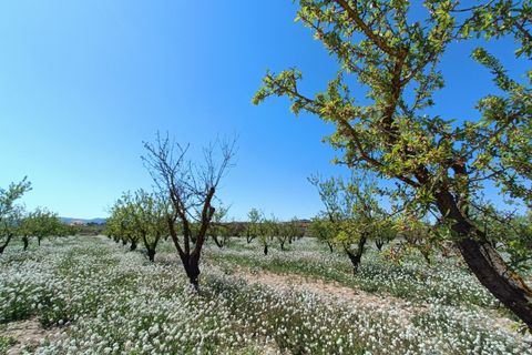 Villa i Pinoso, Alicante, Pinoso - € 425.000 | Ref: AM-LCYROD - foto 4