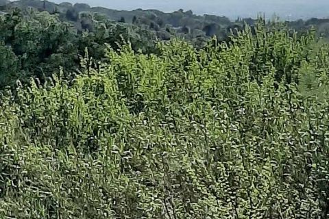 Villa a Guardistallo, Pisa, Guardistallo - € 289.000 | Ref: CV-PA114 - foto 15