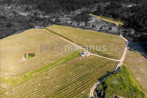 Farm i Amarante, Porto, Amarante - € 650.000 | Ref: Q/11353 - foto 4