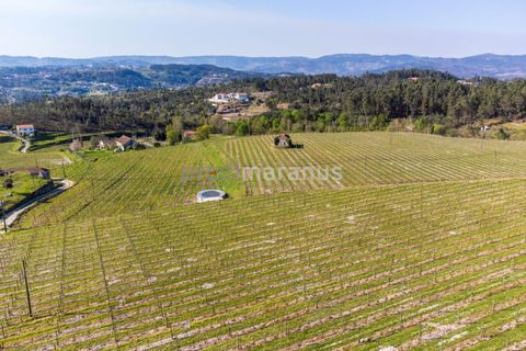 Farm i Amarante, Porto, Amarante - € 650.000 | Ref: Q/11353 - foto 5