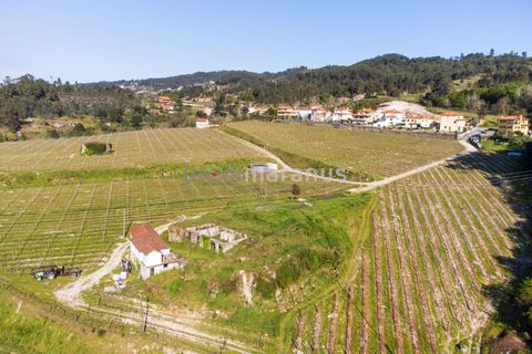Farm i Amarante, Porto, Amarante - € 650.000 | Ref: Q/11353 - foto 6
