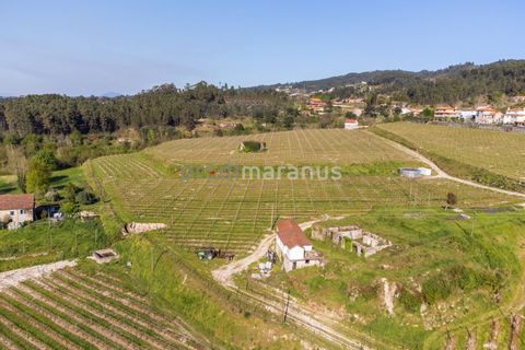 Farm i Amarante, Porto, Amarante - € 650.000 | Ref: Q/11353 - foto 7