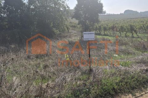 Terra a Anadia, Aveiro, Anadia - € 34.950 | Ref: SAFTI:008155 - foto 6
