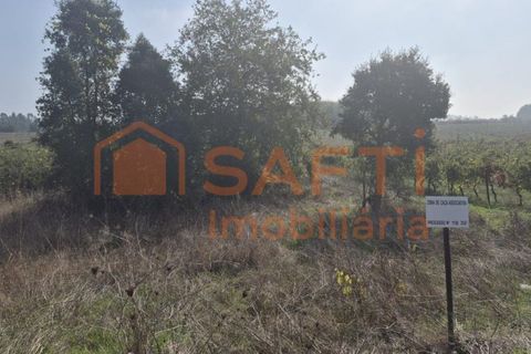 Terra a Anadia, Aveiro, Anadia - € 34.950 | Ref: SAFTI:008155 - foto 8