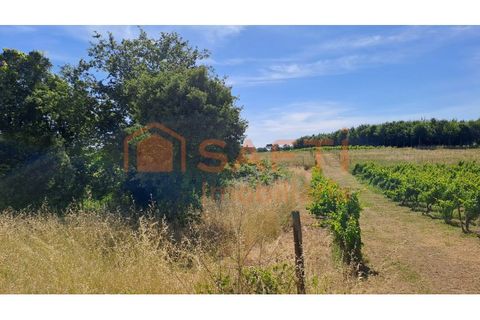 Tomt i Anadia, Aveiro, Anadia - € 34 950 | Ref: SAFTI:008155 - foto 10
