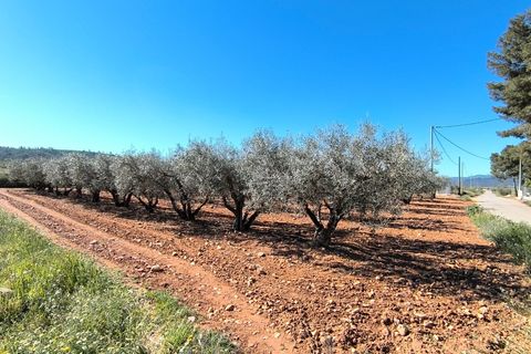 Landejendom i Yecla, Murcia, Yecla - € 280.000 | Ref: 70113c - foto 20