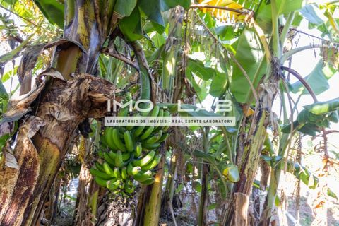 Villa a Santana, Madeira, Santana - € 220.000 | Ref: CAS_329 - foto 16