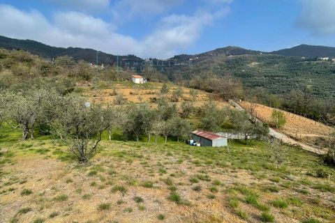 Terra a Caravonica, Imperia, Caravonica - € 60.000 | Ref: 1036 - foto 3