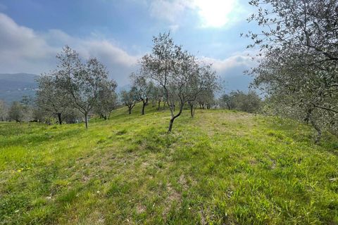 Terra a Caravonica, Imperia, Caravonica - € 60.000 | Ref: 1036 - foto 7