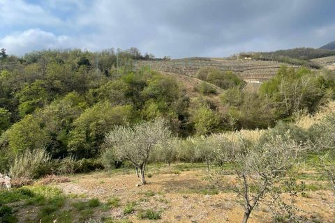 Terra a Caravonica, Imperia, Caravonica - € 60.000 | Ref: 1036 - foto 9