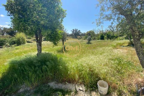 Byhus i Coruche, Santarem, Coruche - € 850.000 | Ref: ONE522002-2 - foto 37