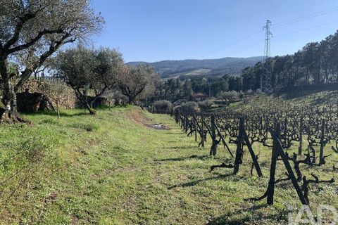 Farm i Sabrosa, Vila Real, Sabrosa - € 780.000 | Ref: 831982 - foto 25