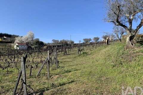 Farm i Sabrosa, Vila Real, Sabrosa - € 780.000 | Ref: 831982 - foto 28