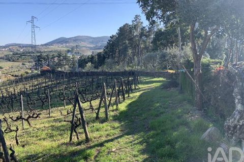 Farm i Sabrosa, Vila Real, Sabrosa - € 780.000 | Ref: 831982 - foto 35