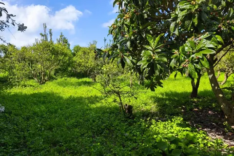Villa i Ponta Delgada, Sao Miguel, Ponta Delgada - € 2.000.000 | Ref: C0276-02342 - foto 5