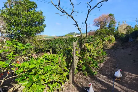 Terra a Ginetes, Sao Miguel, Ginetes - € 160.000 | Ref: C0276-02544 - foto 8