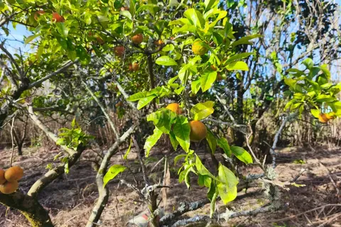 Terra a Ginetes, Sao Miguel, Ginetes - € 160.000 | Ref: C0276-02544 - foto 11