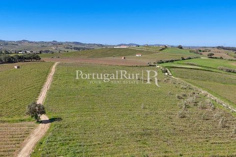 Farm i Alenquer, Lisbon, Alenquer - € 600.000 | Ref: CV690 - foto 14