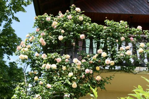 Villa a Grilly, Ain, Grilly - € 1.196.000 | Ref: getkey_u_524911223 - foto 19