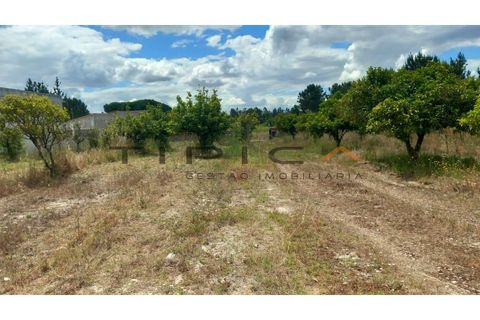 Farm i Azambuja, Lisbon, Azambuja - € 329.000 | Ref: 3240 - foto 4