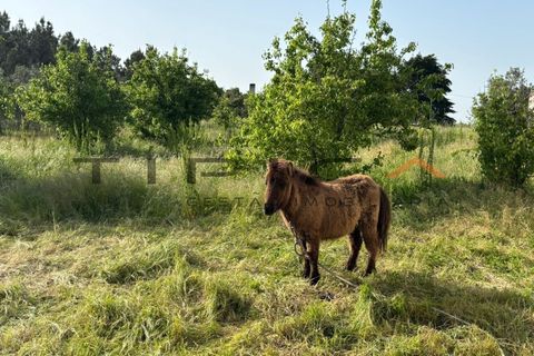 Farm i Azambuja, Lisbon, Azambuja - € 329.000 | Ref: 3240 - foto 16