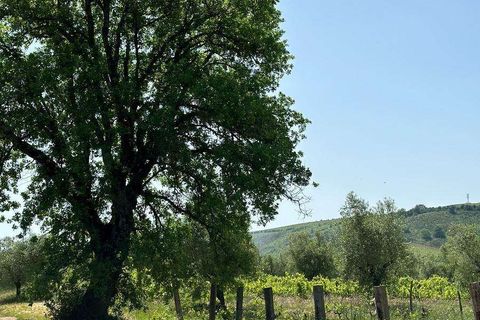 Farm hus i Roccastrada, Grosseto, Roccastrada - € 2.370.000 | Ref: A7631TA2334919A-1081898 - foto 14