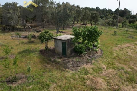 Helårsgrund i Castelo Branco, Castelo Branco, Castelo Branco - € 65.000 | Ref: 5042 - foto 4