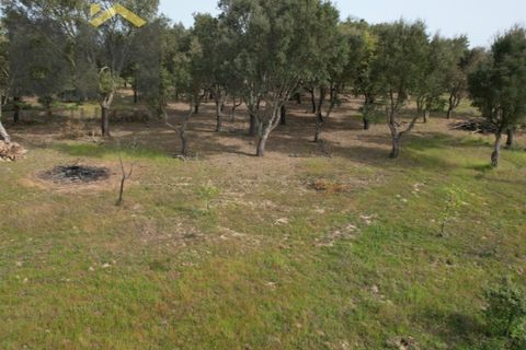 Helårsgrund i Castelo Branco, Castelo Branco, Castelo Branco - € 65.000 | Ref: 5042 - foto 5