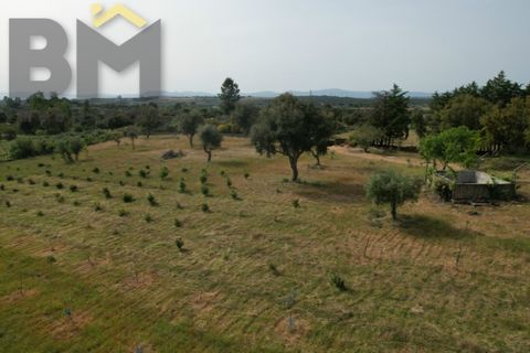 Helårsgrund i Castelo Branco, Castelo Branco, Castelo Branco - € 65.000 | Ref: 5042 - foto 10