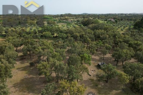 Helårsgrund i Castelo Branco, Castelo Branco, Castelo Branco - € 65.000 | Ref: 5042 - foto 11