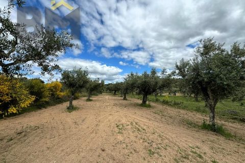 Helårsgrund i Castelo Branco, Castelo Branco, Castelo Branco - € 16.000 | Ref: 5039 - foto 4